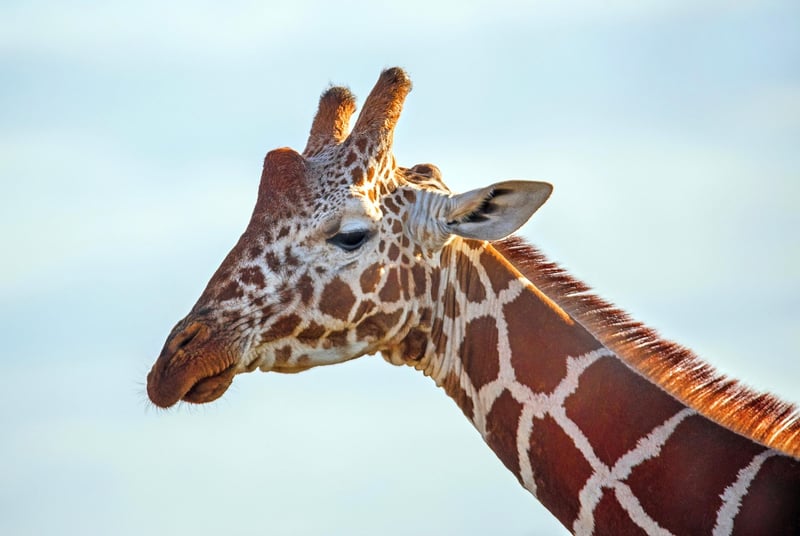 Giraffe in Safari
